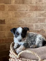 Ranger, a male Australian Cattle Dog for sale in Waco, TX – Photo 2 of 4