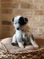 Dolly, a female Australian Cattle Dog for sale in Waco, TX – Photo 2 of 4