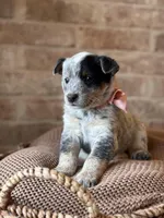 Dolly, a female Australian Cattle Dog for sale in Waco, TX – Photo 1 of 4