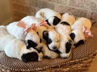 Ranger, a male Australian Cattle Dog for sale in Waco, TX – Photo 2 of 4