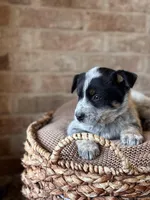 Roper, a male Australian Cattle Dog for sale in Waco, TX – Photo 3 of 5