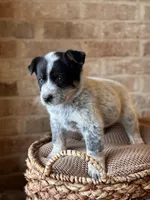 Roper, a male Australian Cattle Dog for sale in Waco, TX – Photo 2 of 5