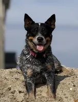 Rio, a male Australian Cattle Dog for sale in Waco, TX – Photo 3 of 3
