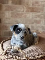 Rio, a male Australian Cattle Dog for sale in Waco, TX – Photo 1 of 3