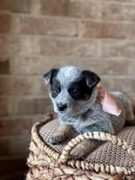 Dixie, a female Australian Cattle Dog for sale in Waco, TX – Photo 3 of 4
