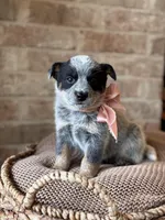 Dixie, a female Australian Cattle Dog for sale in Waco, TX – Photo 1 of 4
