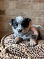 Dixie, a female Australian Cattle Dog for sale in Waco, TX – Photo 2 of 4