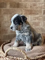 Stetson, a male Australian Cattle Dog for sale in Waco, TX – Photo 3 of 4