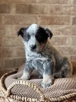 Stetson, a male Australian Cattle Dog for sale in Waco, TX – Photo 1 of 4