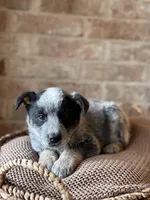 Stetson, a male Australian Cattle Dog for sale in Waco, TX – Photo 2 of 4