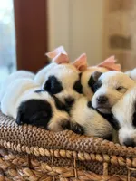 Dixie, a female Australian Cattle Dog for sale in Waco, TX – Photo 1 of 4