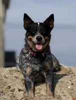 Dixie, a female Australian Cattle Dog for sale in Waco, TX – Photo 4 of 4