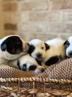 Dolly, a female Australian Cattle Dog for sale in Waco, TX – Photo 2 of 4