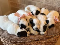 Dolly, a female Australian Cattle Dog for sale in Waco, TX – Photo 3 of 4