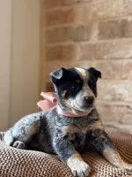 Paisley , a female Australian Cattle Dog for sale in Waco, TX – Photo 2 of 6