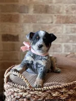 Paisley , a female Australian Cattle Dog for sale in Waco, TX – Photo 1 of 6