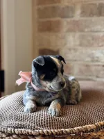 Paisley , a female Australian Cattle Dog for sale in Waco, TX – Photo 5 of 6