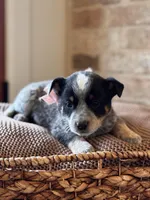 Paisley , a female Australian Cattle Dog for sale in Waco, TX – Photo 4 of 6