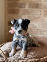 Paisley , a female Australian Cattle Dog for sale in Waco, TX – Photo 3 of 6