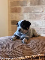 Whitley, a male Australian Cattle Dog for sale in Waco, TX – Photo 5 of 8