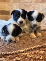 Whitley, a male Australian Cattle Dog for sale in Waco, TX – Photo 8 of 8