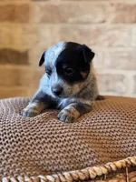 Whitley, a male Australian Cattle Dog for sale in Waco, TX – Photo 3 of 8