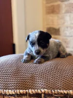 Whitley, a male Australian Cattle Dog for sale in Waco, TX – Photo 2 of 8