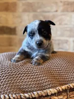 Whitley, a male Australian Cattle Dog for sale in Waco, TX – Photo 1 of 8