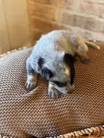 Whitley, a male Australian Cattle Dog for sale in Waco, TX – Photo 6 of 8