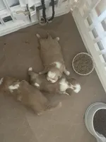 Micky, a male Shih Tzu for sale in Cumming, GA – Photo 3 of 6