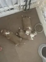 Lucy , a female Shih Tzu for sale in Cumming, GA – Photo 4 of 6