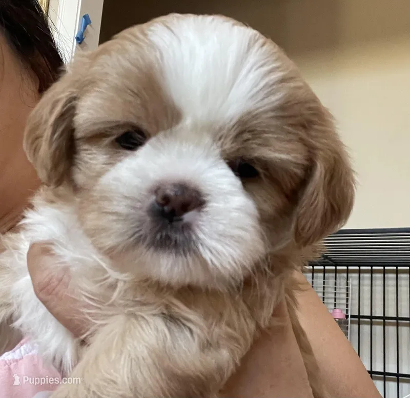 Lucy  – Shih Tzu puppy for sale in Cumming, GA