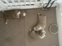 Johnny, a male Shih Tzu for sale in Cumming, GA – Photo 2 of 6