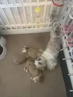 Johnny, a male Shih Tzu for sale in Cumming, GA – Photo 5 of 6