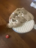 Johnny, a male Shih Tzu for sale in Cumming, GA – Photo 10 of 10