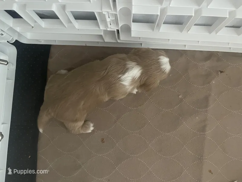 Johnny, a male Shih Tzu for sale in Cumming, GA – Photo 1 of 6