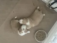 Johnny, a male Shih Tzu for sale in Cumming, GA – Photo 6 of 6