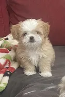 Johnny, a male Shih Tzu for sale in Cumming, GA – Photo 4 of 4