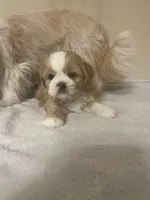 Johnny, a male Shih Tzu for sale in Cumming, GA – Photo 8 of 10