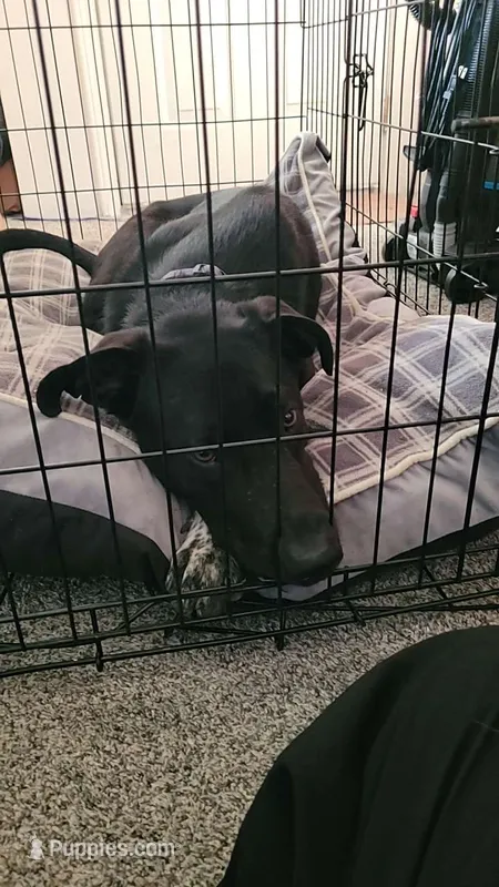 Doug – Australian Cattle Dog, Labrador Retriever puppy for sale in Boise, ID
