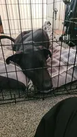 Doug, a male Australian Cattle Dog and Labrador Retriever for sale in Boise, ID – 1 of 5