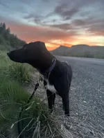 Doug, a male Australian Cattle Dog and Labrador Retriever for sale in Boise, ID – 4 of 5