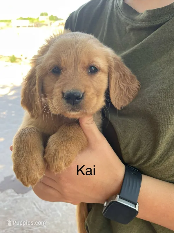 Kai – Golden Retriever puppy for sale in Las Cruces, NM