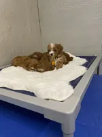 processed/1d114eef-071a-4456-8eb0-3508cff87194/facility/19070b75-a070-453b-bebe-282ffa854dc3