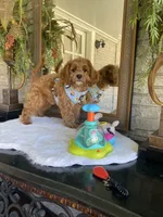 processed/1d114eef-071a-4456-8eb0-3508cff87194/facility/2c274e26-ac3d-4067-96e7-60f0bf6fb003