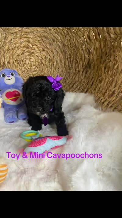 Toy Cavapoochons - Sassy , a female Bichon Frise and Cavapoo for sale in Lepanto, AR – 3 of 6