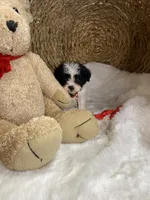 Toy Cavapoochons - Toby , a male Cavapoo for sale in Lepanto, AR – 4 of 4