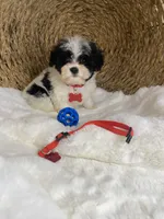 Toy Cavapoochon - Cody, a male Cavapoo for sale in Lepanto, AR – 5 of 7