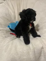 Barron , a male Cavapoo and Cavalier King Charles Spaniel for sale in Lepanto, AR – Photo 1 of 4