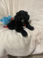 Barron , a male Cavapoo and Cavalier King Charles Spaniel for sale in Lepanto, AR – Photo 4 of 4